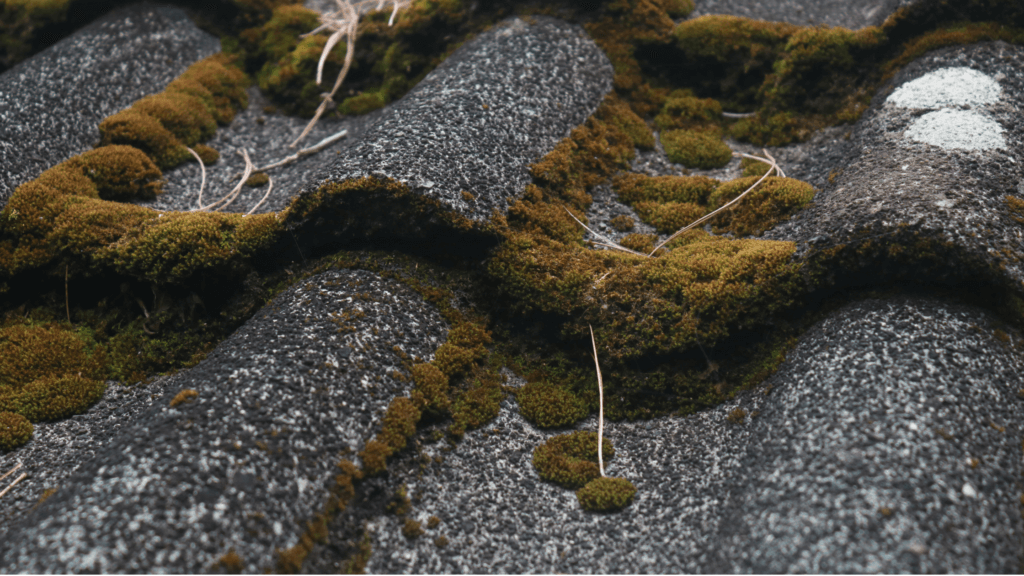 sammaleen peittämiä kattotiiliä